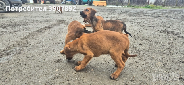 Трицветни гончета, снимка 4 - Гонче - 52921636