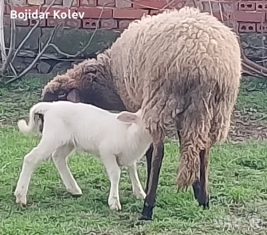 Продавам овце с агнета, снимка 7 - Овце - 53922787