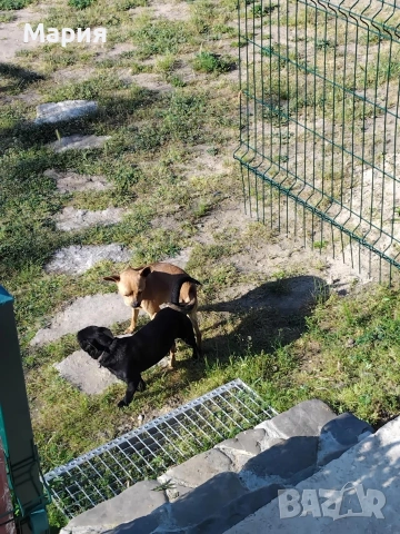 Пинчер, снимка 2 - Пинчер - 53387713