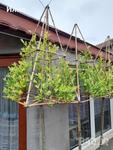 Вариегатна японска върба с геометрично оформление, снимка 18 - Градински цветя и растения - 45387000