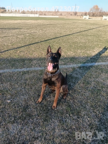 Белгийска овчарка малиноа. Чистокръвни. , снимка 3 - Белгийска овчарка - 53275554