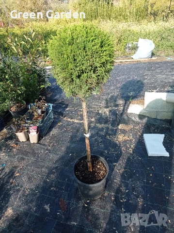 Лейланд 1 топка , снимка 2 - Градински цветя и растения - 52005700