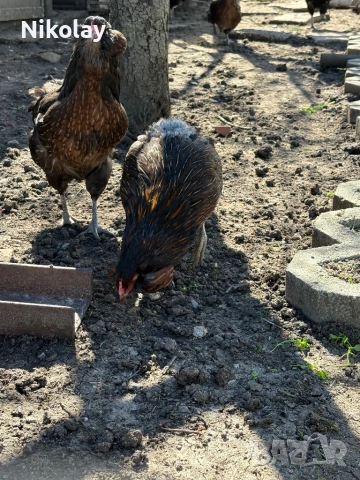 Продавам оплодени яйца, снимка 8 - други­ - 54131842