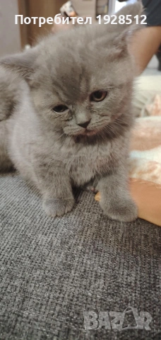 Мъжки късокосмест британец за разплод, снимка 14 - Британска късокосместа - 45709243