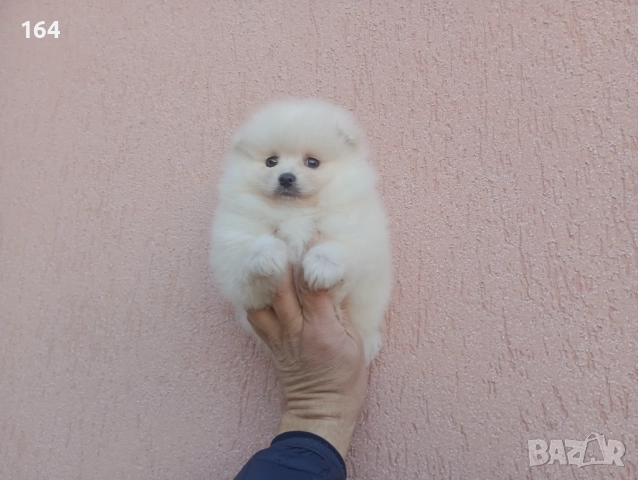 Мъжки Померан. Реални снимки от 26.12.25 г., снимка 5 - Померан - 52809054