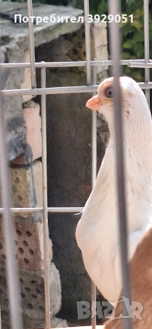 Продавам Будапещенски, снимка 6 - Гълъби - 53753986
