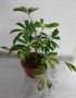 Шефлера шарена 10лв, снимка 1 - Стайни растения - 45457116
