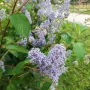 Калифорнийски люляк Хенри Дефозе,  Ceanothus 'Henry Defosee', снимка 7