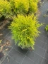 Златиста кълбовидна туя, снимка 2