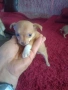малки кутрета пинчер чихуахуа , снимка 4