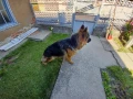 Мъжка немска овчарка за разплод , снимка 3