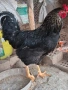 Черен Петел  за разплод , снимка 1