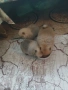 Mini pomeran, снимка 12