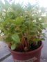 Разсад циганче балсамина, снимка 1 - Градински цветя и растения - 45912541
