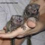 налични са мъжки и женски бебета маймуни мармозетки, снимка 1 - Други - 45511192
