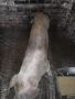 Продавам Женско прасе, снимка 1 - Други животни - 45635255