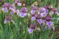 Сортови ириси , снимка 3