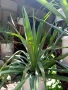 Палма Юка-студоустойчива,дворна-60-70см., снимка 8