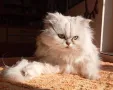 Сребърна чинчила, британска дългокосместа котка, коте, котенце, снимка 4