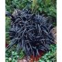 Черен Офиопогон, Ophiopogon black, студоустойчив!!, снимка 3