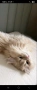 Британска котка  лилаво злато, снимка 7
