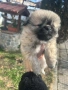 Продавам пекинези, снимка 2