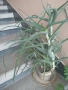Алое, снимка 2