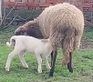 Продавам овце с агнета, снимка 7
