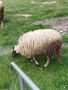 Продавам стадо овце!, снимка 1 - Овце - 46008804