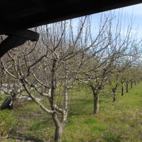 Ябълкова градина, снимка 1 - Градински цветя и растения - 44989459