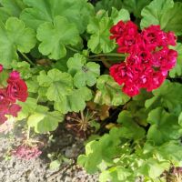 Мушкато Sameer roze Tina , снимка 4 - Градински цветя и растения - 45141292
