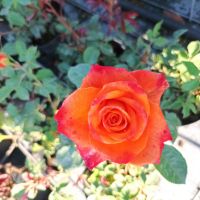 Храстовидни рози!!, снимка 13 - Градински цветя и растения - 45702417