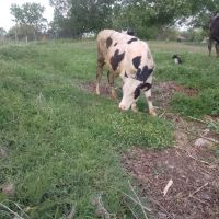 селскостопански животни , снимка 3 - Крави - 45423083