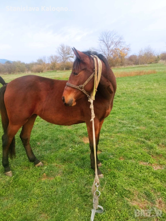 Продавам кобила на две години и половина, снимка 1