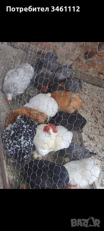 Петлета мини кохин може и чифт , снимка 1