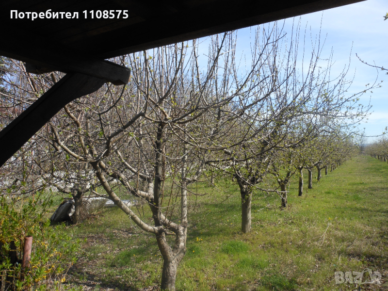 Ябълкова градина, снимка 1