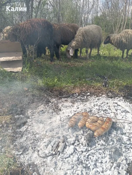 продават се овце , снимка 1