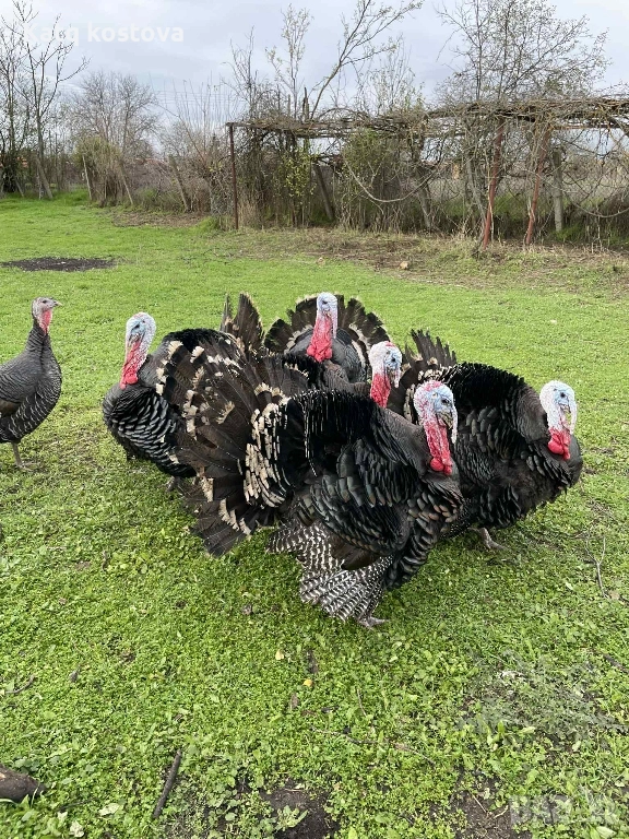 Продавам Фитки , снимка 1