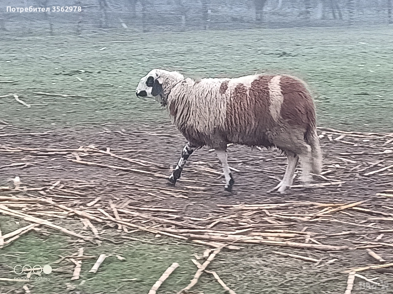 шиле 55 кг, снимка 1