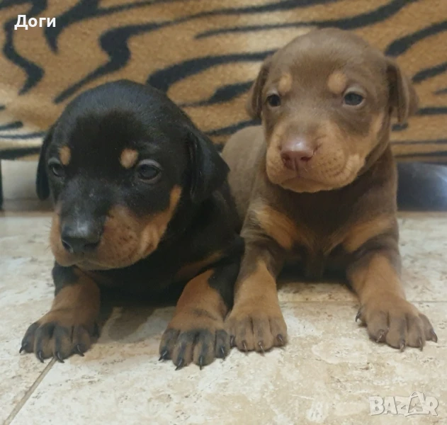 Продавам добермани, снимка 1