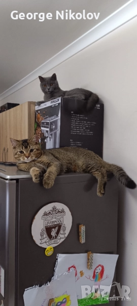  Британец златна чинчила  за разплод , снимка 1