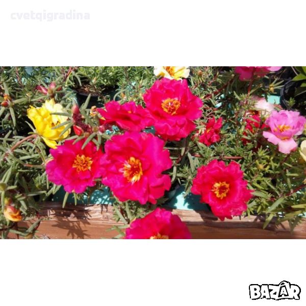 Калдаръмче кичесто Portulaca grandiflora, снимка 1