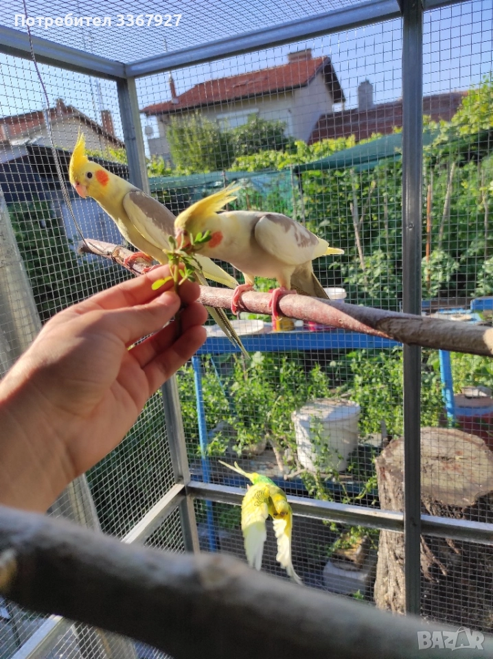 Чифт Корели и 2 женски , снимка 1