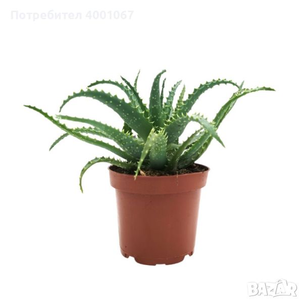 растение Алое, снимка 1