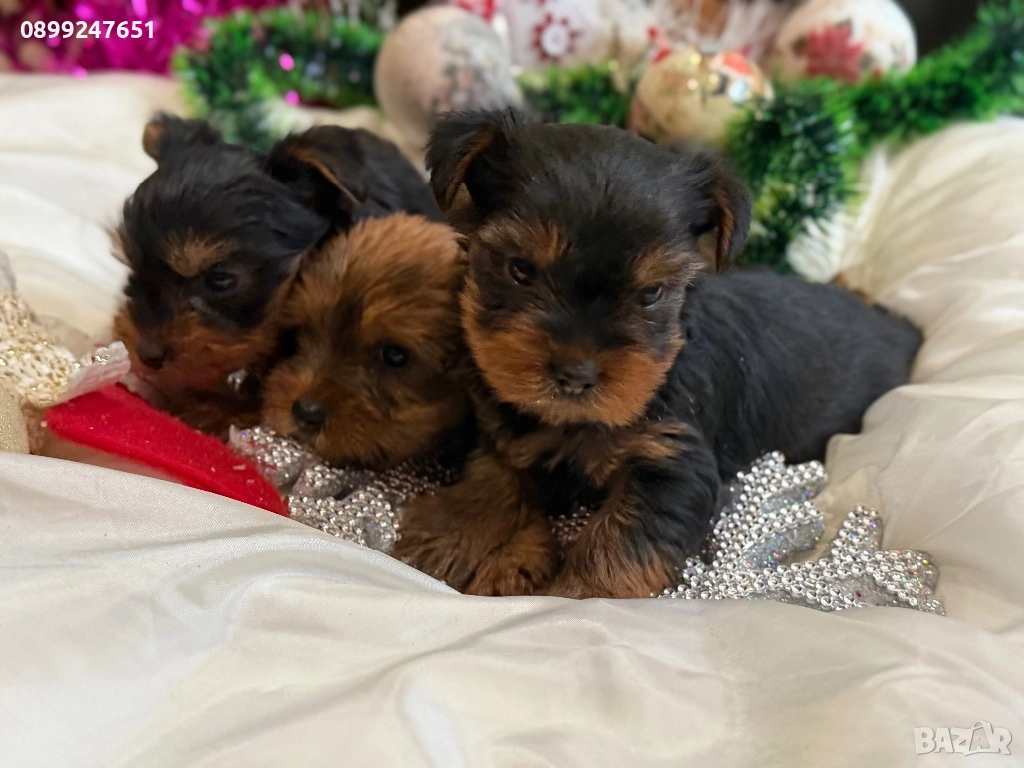 Йоркширски териер мини , снимка 1