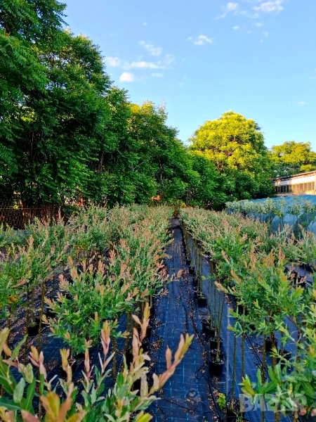 Японска пъстролистна върба , снимка 1