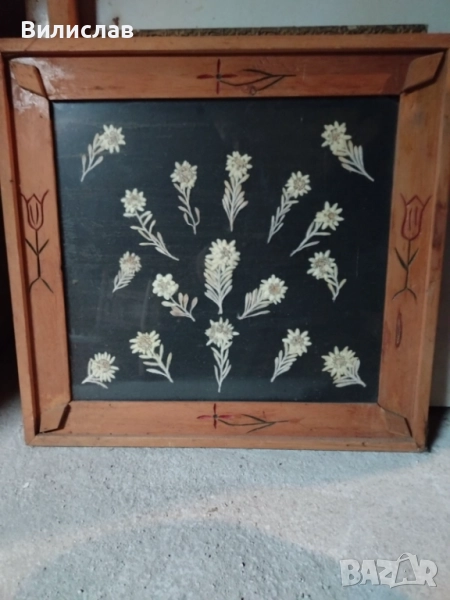 Еделвайс , снимка 1