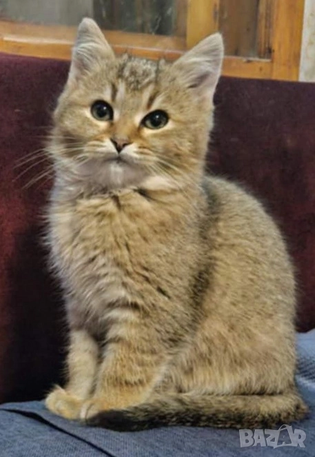 Британско котенце, коте цвят агути, британска котка , снимка 1