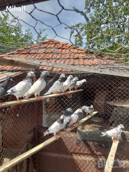 Продавам пакистански гълъби, снимка 1