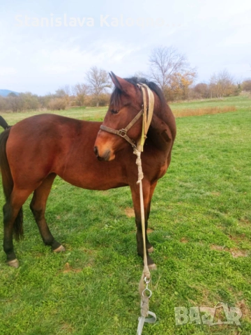 Продавам кобила на две години и половина